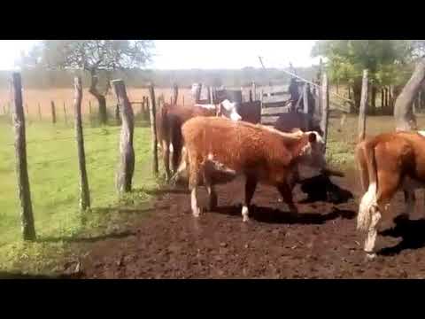 Lote 31 Terneras 15 negras y caretas 12 hereford 2 red angus,  3 hereford con red angus 182kg -  en Ruta 2, km 295,5 5 km al oeste