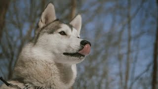 Gaza - La Folle Feat. MB & White-B (Clip Officiel)