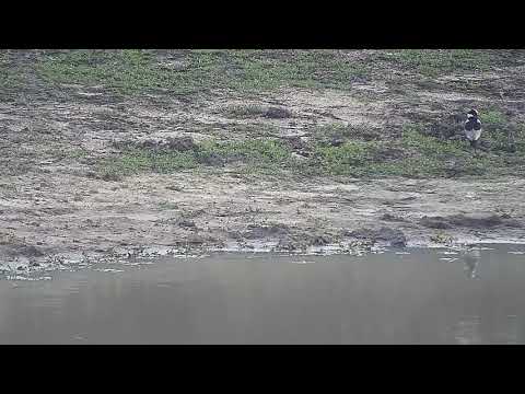 Djuma: Helmeted Guinea Fowls and Blacksmith Lapwing with all three chicks out - 05:30 - 10/08/21