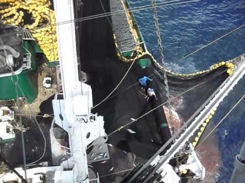ATUNERO   "PLAYA DE NOJA"