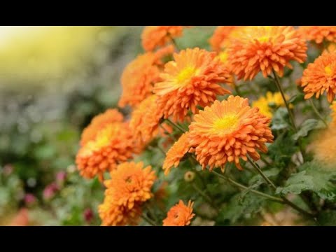 , title : 'Cómo plantar crisantemos - Jardinería'