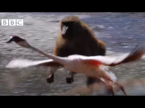 BABOON Vs FLAMINGOS - EARTHFLIGHT