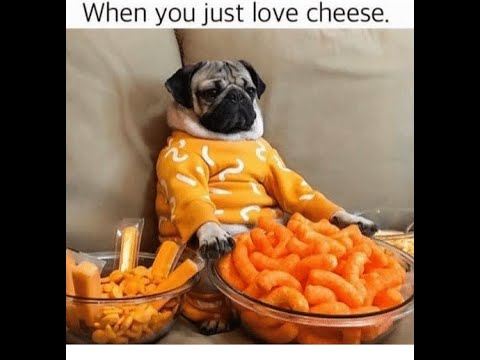 Starcraft Stadts! Brood War Cheese Compilation November 2020!