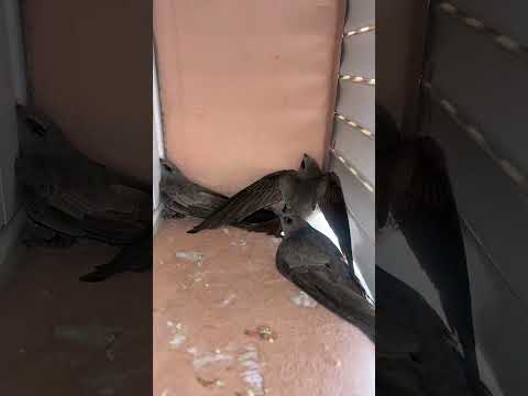 شنو ندير ليهم