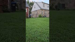 Video preview image #1 Mutt Puppy For Sale in Spotsylvania, VA, USA