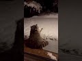 Зима время пушистых снежинок ️ ️ ️ Shorts новыйгод новый