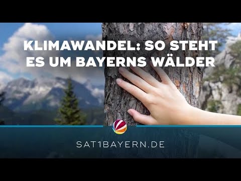 Internationaler Tag des Baumes: Auch Bayerns Wälder im Klimawandel