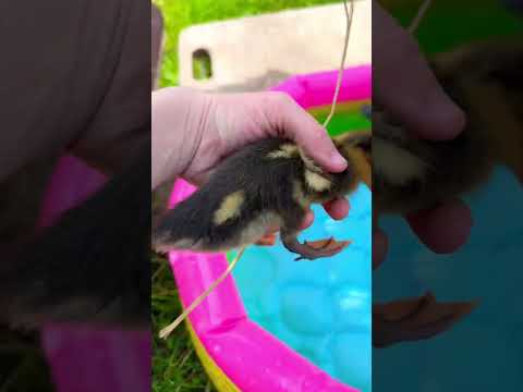 Baby Enten tauchen im Pool ♥️ Küken Alarm!!! 🐥😍❤️ Tauchi ist am Start 🦆🐥 #bauernhofleben #ducks