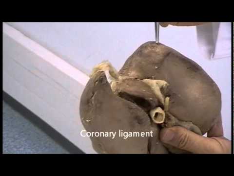 Gross Anatomy Of The Liver