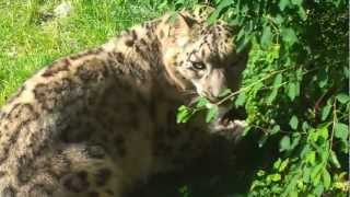 preview picture of video 'Snow Leopard - Parco Natura Viva - Bussolengo(Vr) 03/05/2012'