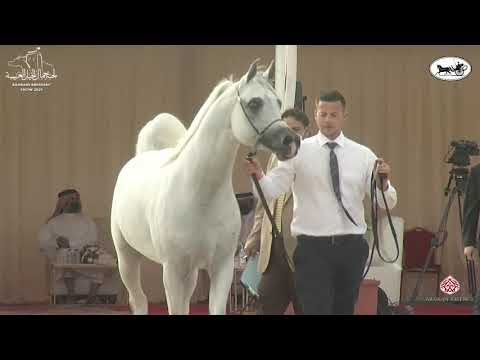 N 126 AALI SULTAN   7th Bahrain Breeders Show 2021   Stallions 7+ Years Old Class 10