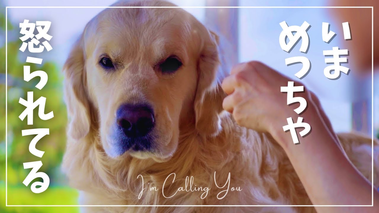 なんでバレたんだろ｜ゴールデンレトリバーと50代夫婦の北海道の暮らし