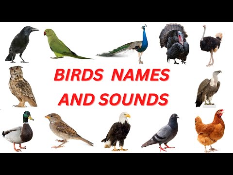 bird sound/bird names and sounds/birds sound name/bird sounds/birds sound,#birdsounds
