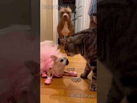 Cat Smacks the Chihuahua… Then Acts Friendly When the Pitbull Walks In! 🐱👋🐶 #funnydog