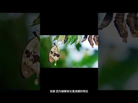 夢到蝴蝶停在臉上