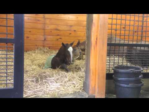 Iron Spring Farm Foaling