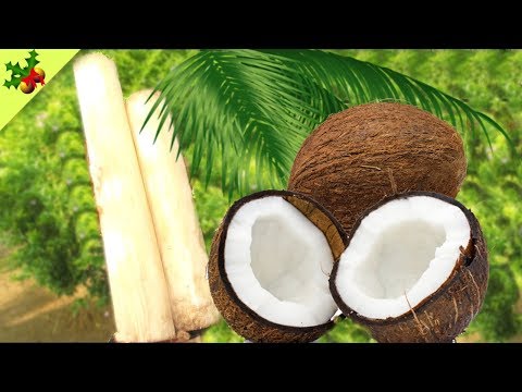 How to Cooking Coconut With Banana Stem Recipe In My Village Style ❤ Village Food Factory #51