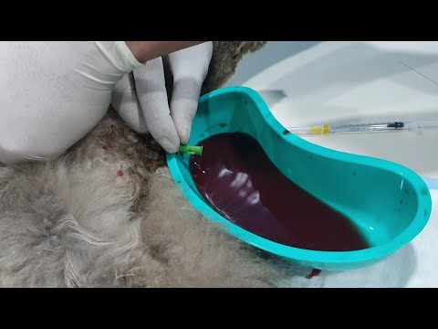 CAT is dying... BLOODY URINE