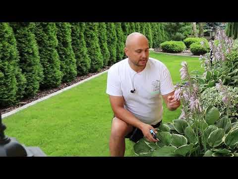 Co zrobić kiedy hosty ,funkie przekwitną?