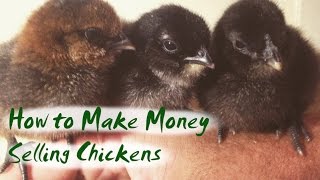 Raising Chickens for Profit - Become a Chicken Breeder