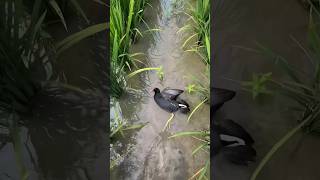 Download lagu Waktu terbaik berburu burung mandar sawah #fypyoutube #tekukurliar #hunting #berburu #shorts #fyp mp3 Download lagu Waktu terbaik berburu burung mandar sawah #fypyoutube #tekukurliar #hunting #berburu #shorts #fyp mp3