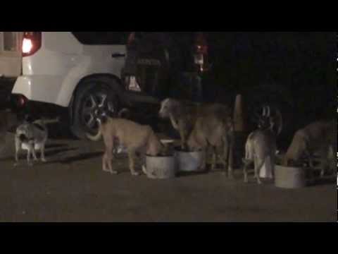 Estos si son Protectores de animales no como las perras de Sara Rincon y Mari Carmen de Gepeda