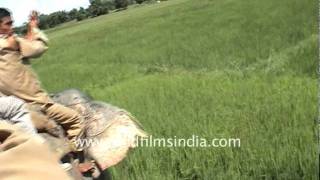 Re: [閒聊] 中國當初是如何把華南虎殺到瀕臨絕種