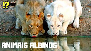 10 ANIMMAIS ALBINOS QUE EXISTEM DE VERDADE