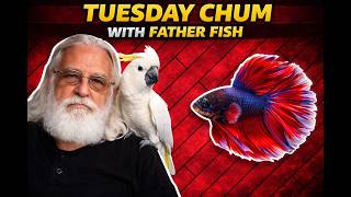 Tuesday Chum