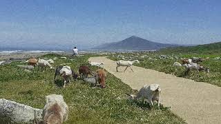 Lou Reed - Perfect Day,  with Antony Hegarty