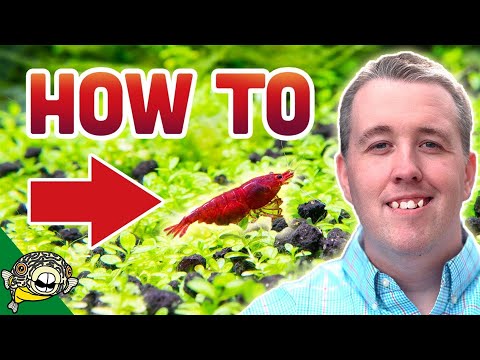How To Breed Cherry Shrimp