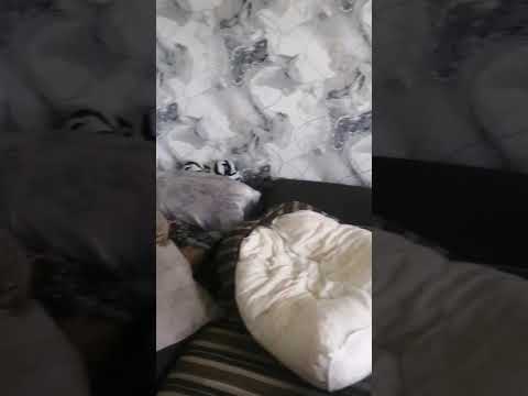 Видео превью