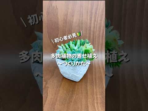 多肉植物を屋外に植える時期はいつですか?それらをうまく植えて維持するにはどうすればよいでしょうか？  庭園