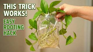 How to Easily Root Plant Cuttings — This Trick Actually Works 🌱