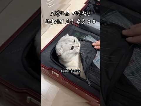 치밀하고 계획적인 고양이