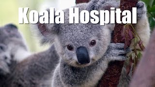 preview picture of video 'Koala Hospital in Port Macquarie, Australia'