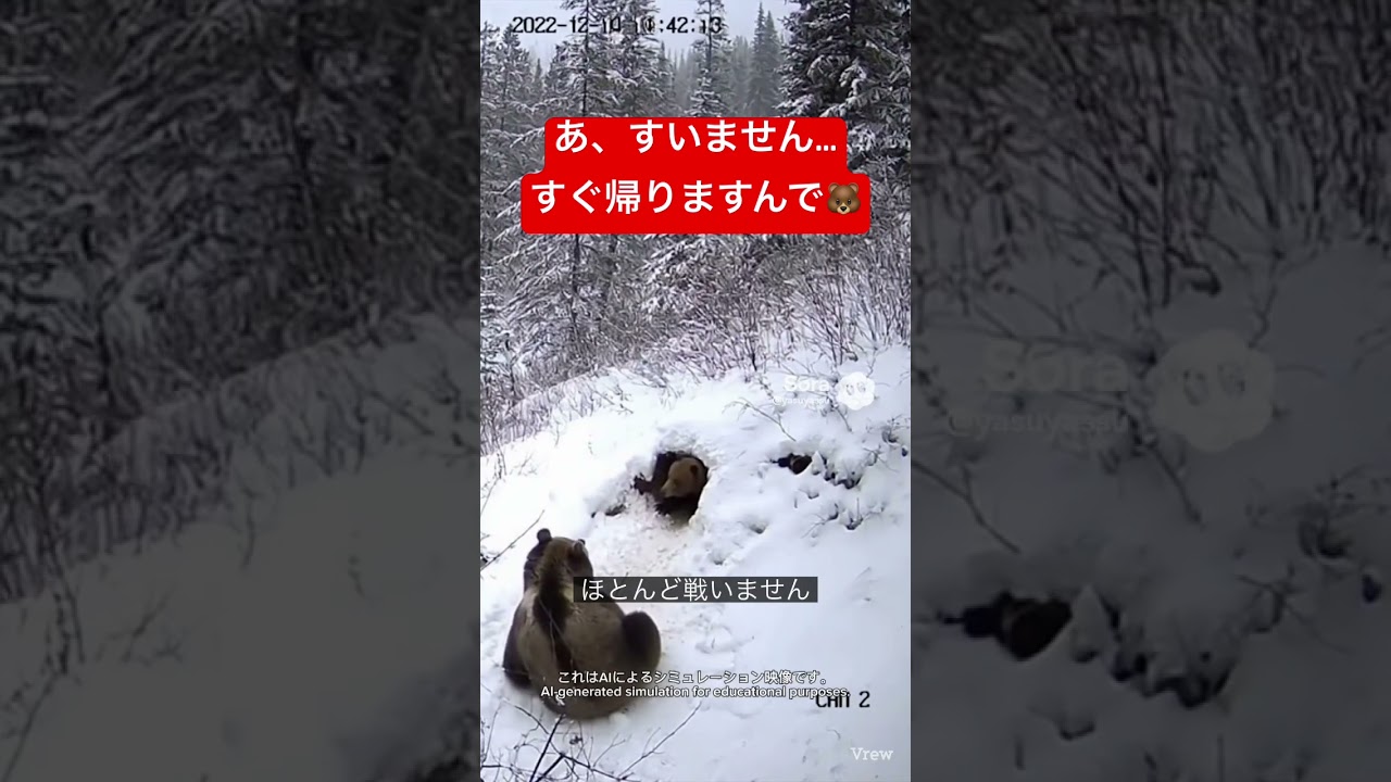 クマはなぜ戦わない？冬眠前に争わない理由を解説🐻