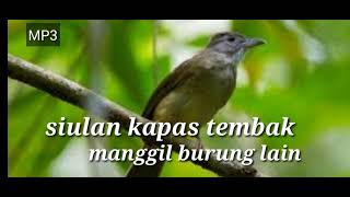 Download lagu Siulan kapas tembak manggil burung lain#Siulan_kapas_tembak#suara_kapastembak mp3