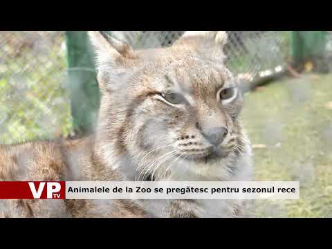 Animalele de la Zoo se pregătesc pentru sezonul rece