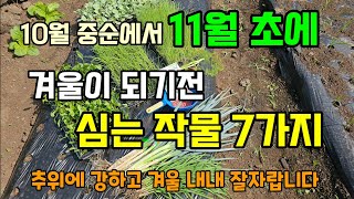 10월 중순부터 11월초에 심는 작물7가지 지금 심어도 겨울 내내 잘 자라요 #가을에심는작물