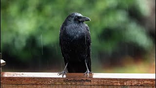 Crows Like The Seattle Storms
