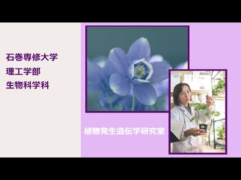 【研究室紹介 EX】生物科学科『植物発生遺伝学研究室』