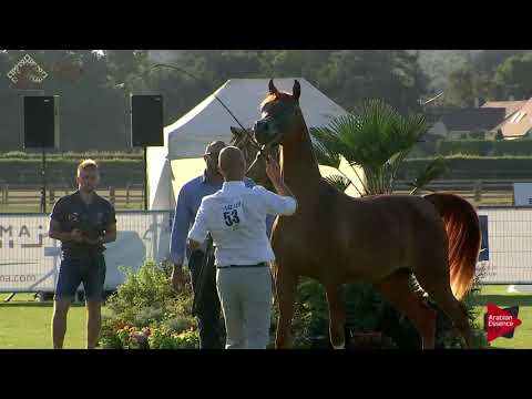 N.53 AJ SANAD - Chantilly 2018 AHO World Cup - Yearling Colts (Class 6B)