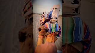 Camel ride excursion during our cruise stop 🐪Such a fun first-time experience!