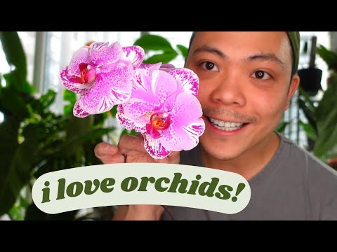Growing Orchids in LECA...6 Month Update 🌱| phalaenopsis orchids 🌸 My experience