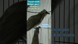 Download lagu trucukan muda belajar gacor. #hobiburung #suaratrucukanmuda #kicautrucukan #bahanombyokan mp3 Download lagu trucukan muda belajar gacor. #hobiburung #suaratrucukanmuda #kicautrucukan #bahanombyokan mp3