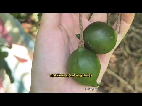 Đặc sản xứ Nghệ
