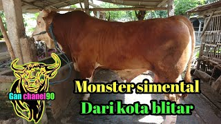 Download lagu SAPI MONSTER SIMENTAL dari kota blitar mp3 Download lagu SAPI MONSTER SIMENTAL dari kota blitar mp3