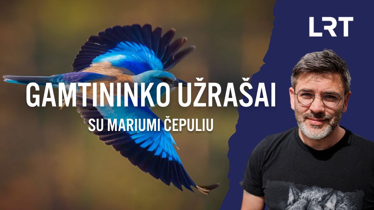 Gamtininko užrašai. Surasti žalvarnius išsiruošęs Čepulis: lyg ieškotum adatos šieno kupetoj