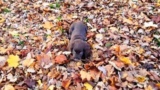 Dogs Playing in Leaves